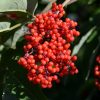 Red-Berried Elder #1 - Image 2
